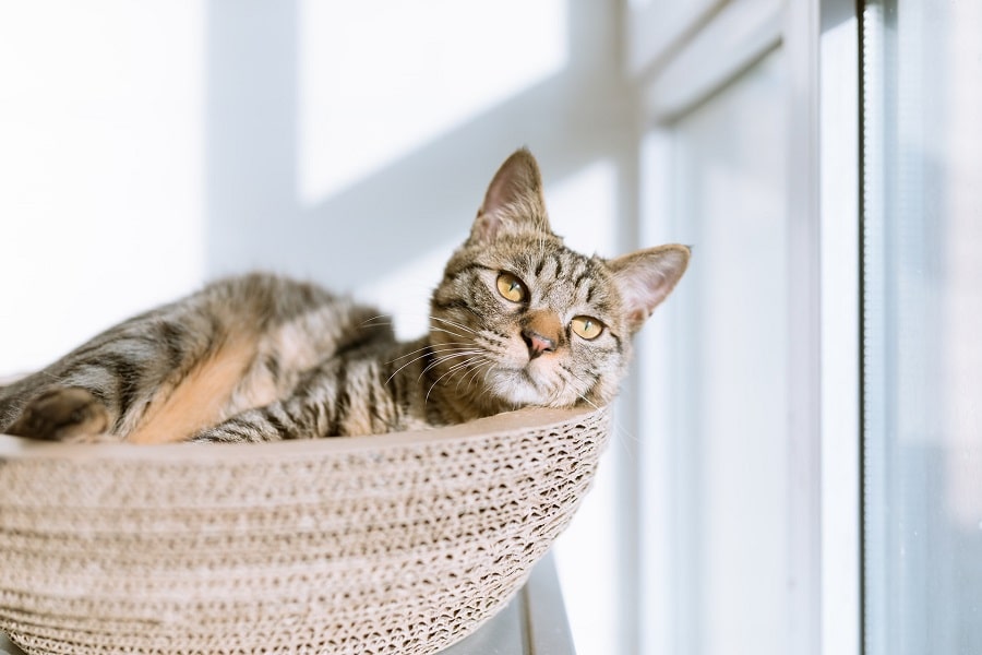 chat