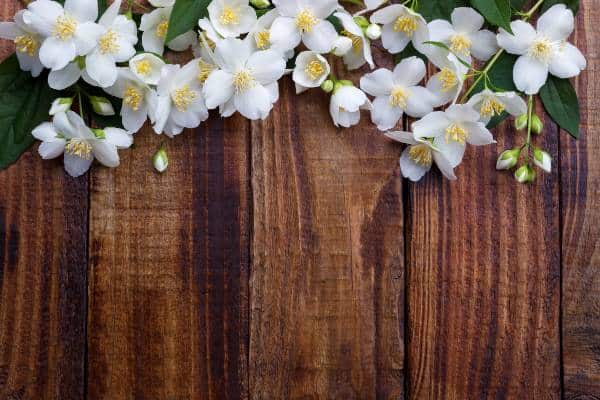 fleurs de jasmin