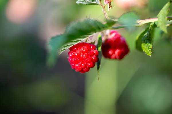 coup de foyer selectif de deux framboises sur le buisson 