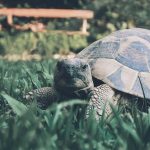 installer-enclos-tortues