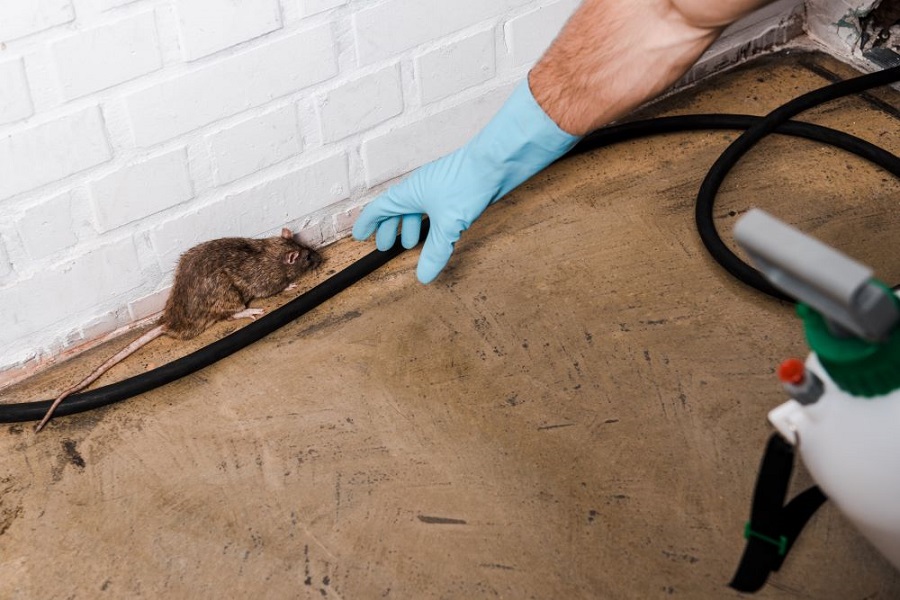Comment fabriquer un piège à rat facilement et rapidement