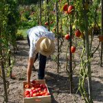 tuteur-tomate-forme-tipi