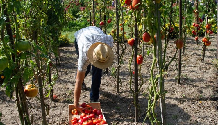 tuteur-tomate-forme-tipi