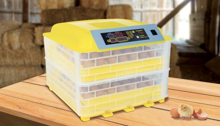 construire-couveuse-œufs