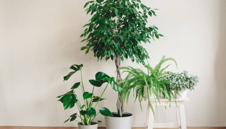 plantes d'intérieur