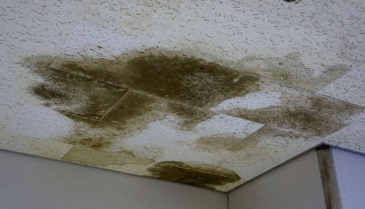 larve de mite au plafond