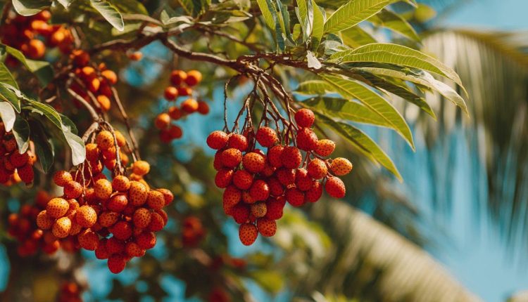 mon palmier fait des grappes faut il les couper