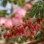 albizia inconvénient