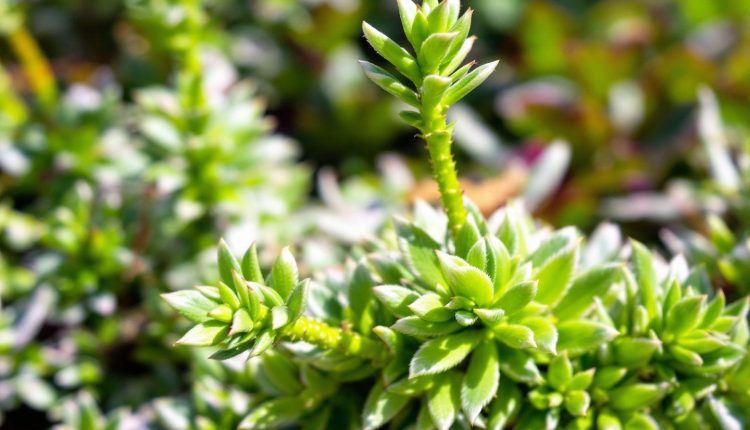 pyrale du buis traitement de grand mere