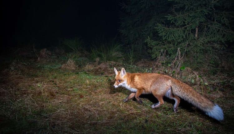 renard roux pendant la nuit 11zon