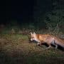 renard roux pendant la nuit 11zon