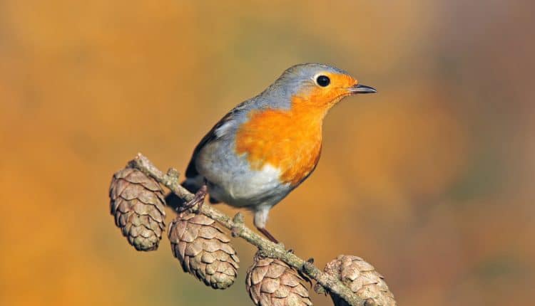 european robin
