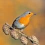 european robin