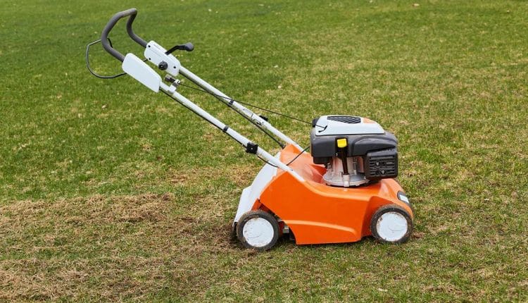 grasscutter orange debout sur le sol sur l herbe verte 11zon